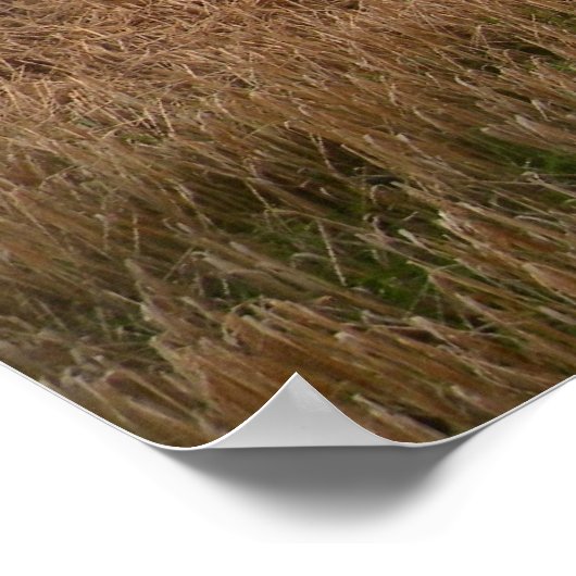 Impression de prés irlandais (Coin)