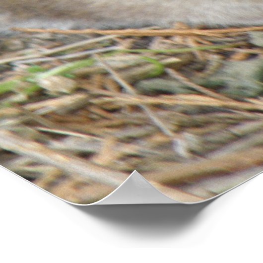 Impression de Rat sauvage (Coin)