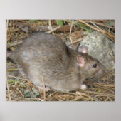 Impression de Rat sauvage (Devant)