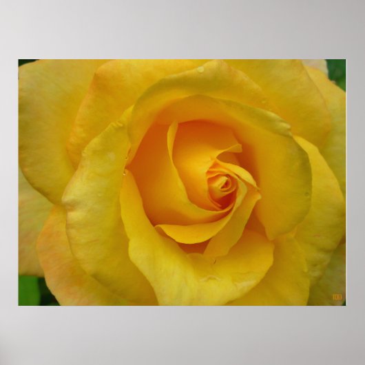 Impression de rose jaune Affiche de fleurs belle i (Devant)