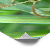 Impression de sauterelle (Coin)