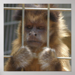 Impression de singe capucin