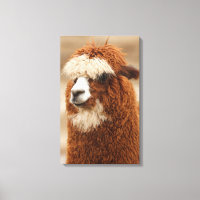 Impression de toile Alpaca