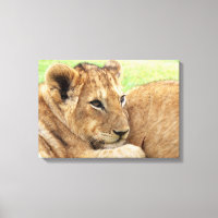Impression de toile Baby Tiger