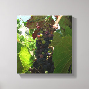 Impression de toile - Cluster de raisins sur la vi