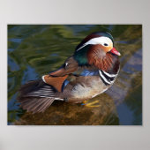 impression de toile de canard mandarin (Devant)