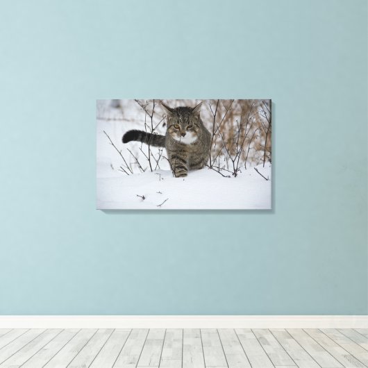 impression de toile de chat d'hiver (Insitu (Plancher de Bois))