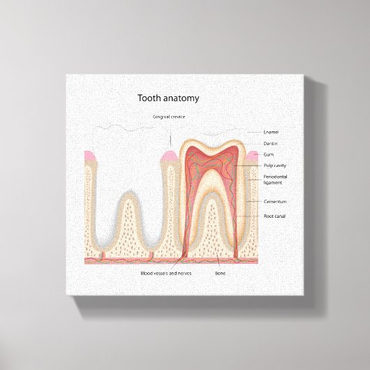 Impression de toile étirée pour l'anatomie des den (Recto)