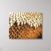 Impression de toile - Graines de tournesol (Recto)