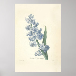 Impression de toile Hyacinth