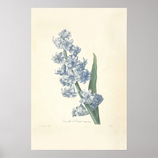 Impression de toile Hyacinth (Devant)