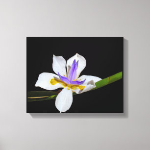 Impression De Toile - Iris - Quinzaine Lily