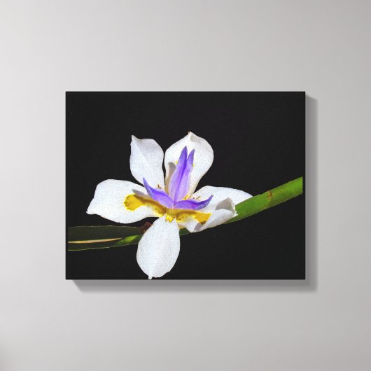 Impression De Toile - Iris - Quinzaine Lily (Recto)