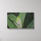 Impression de toile Monarch Caterpillar (Recto)
