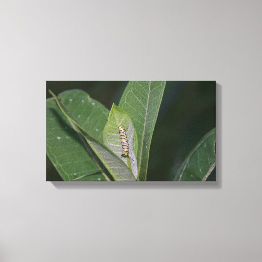 Impression de toile Monarch Caterpillar (Recto)