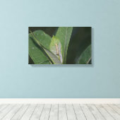 Impression de toile Monarch Caterpillar (Insitu (Plancher de Bois))