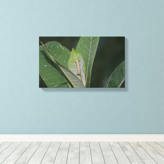 Impression de toile Monarch Caterpillar (Insitu (Plancher de Bois))