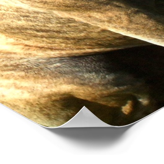 Impression de toile Pitbull (Coin)