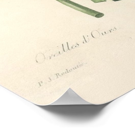 Impression de toile Primula (Coin)