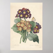 Impression de toile Primula (Devant)