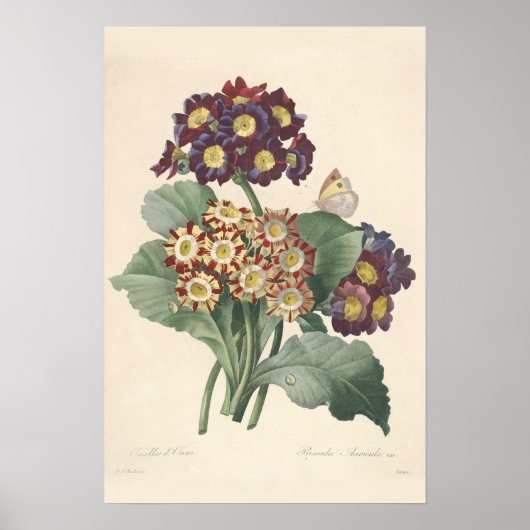 Impression de toile Primula (Devant)