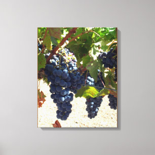 Impression de toile - Raisins violets sur la vigne