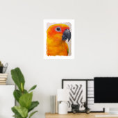 Impression de toile - Sun Conure (Bureau à domicile)