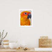 Impression de toile - Sun Conure (Cuisine)