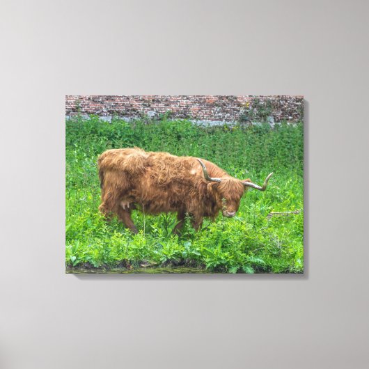 Impression de toile vue vache Highland (Recto)