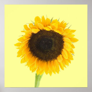 Impression de tournesol