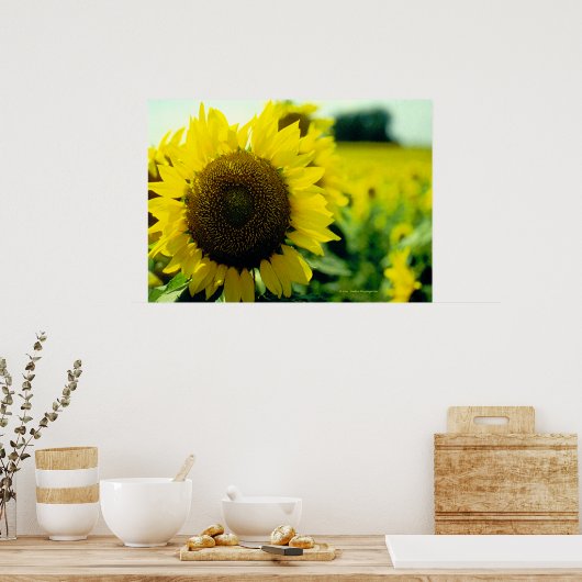 Impression de tournesol (Cuisine)