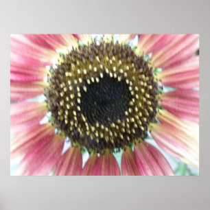 Impression de tournesol rose joli