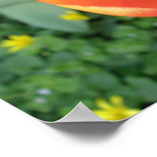 Impression de tulipe orange ardente (Coin)