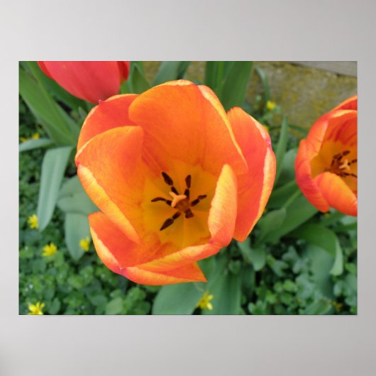 Impression de tulipe orange ardente (Devant)