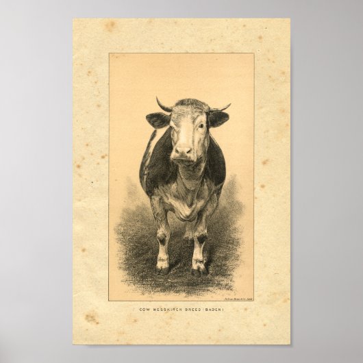 Impression de vache vintage 1888 (Devant)