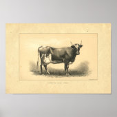 Impression de vache vintage 1888 (Devant)