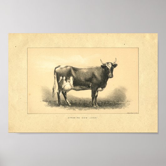Impression de vache vintage 1888 (Devant)