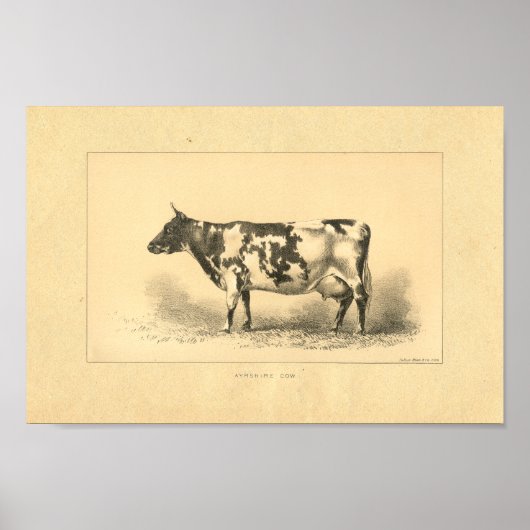 Impression de vache vintage 1888 (Devant)