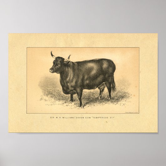 Impression de vache vintage 1888 (Devant)