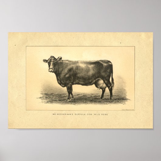 Impression de vache vintage 1888 (Devant)