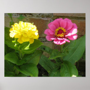 Impression de Zinnias roses et jaunes
