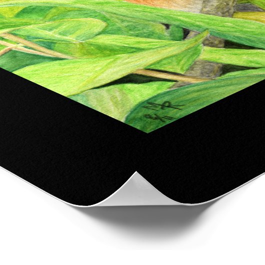 Impression d'écureuils curieux (Coin)