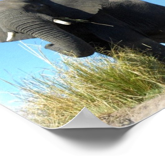 Impression d'éléphants africains (Coin)