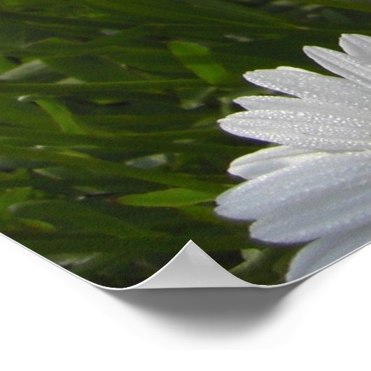 Impression des baies (Coin)