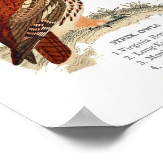 Impression des choux vintages (Coin)