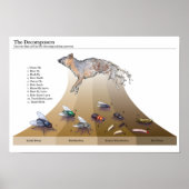 Impression des décomposeurs (Devant)