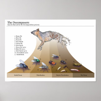 Impression des décomposeurs