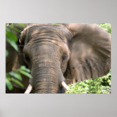 Impression des éléphants (Devant)