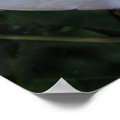 Impression des fleurs de lune (Coin)