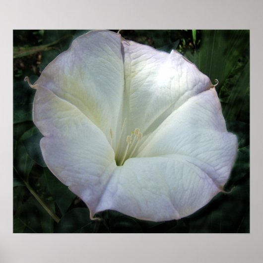 Impression des fleurs de lune (Devant)